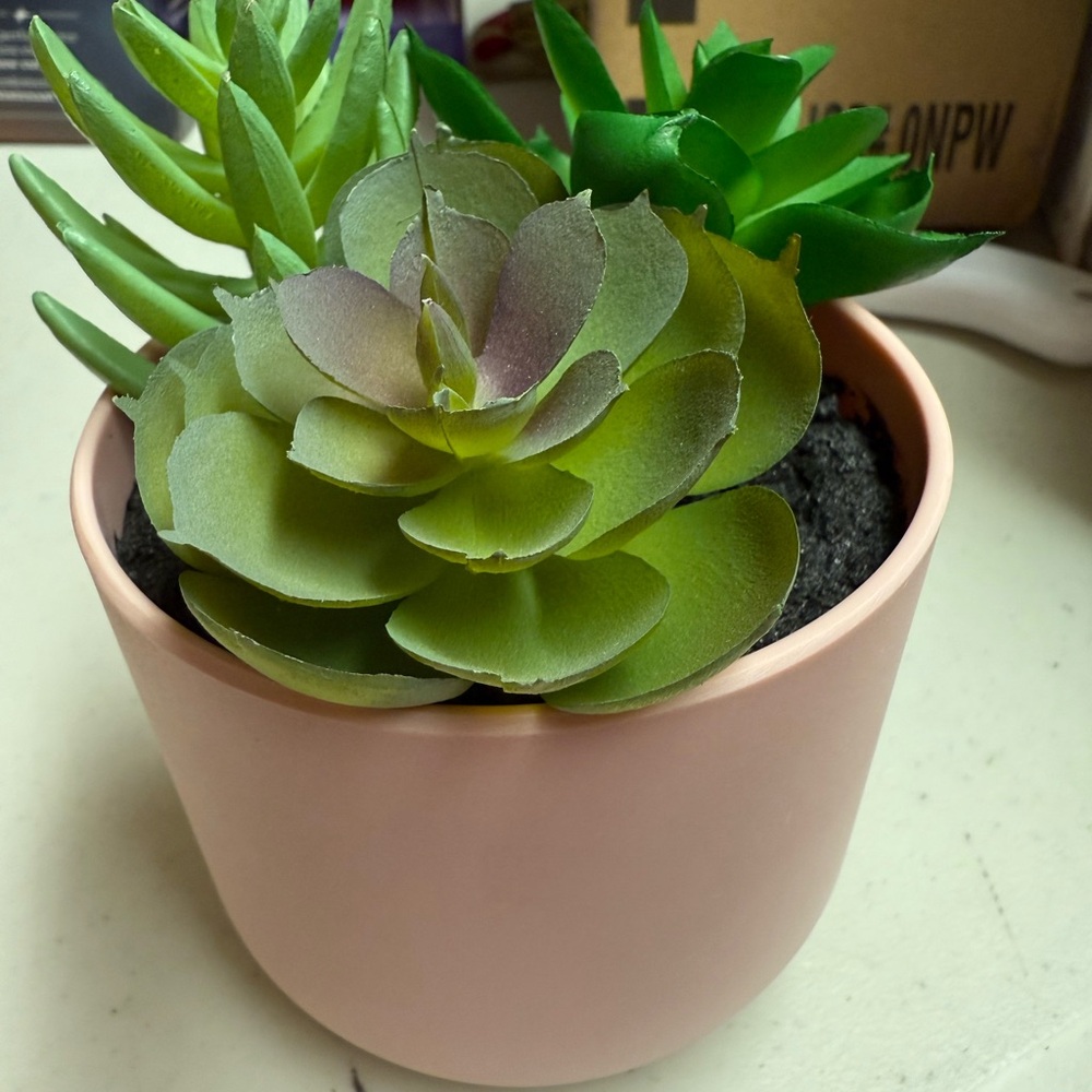 Green Succulent in Pink Pot